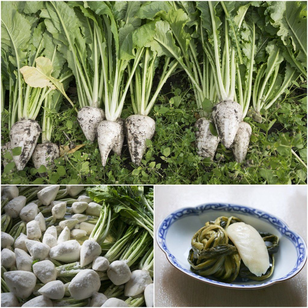 Turnip - Japanese Sugukina seeds - Happy Valley Seeds