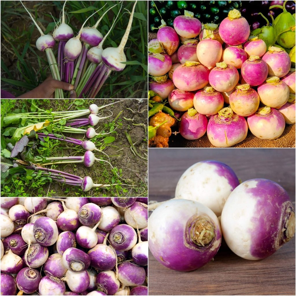 Turnip - Purple Top White Globe seeds - Happy Valley Seeds