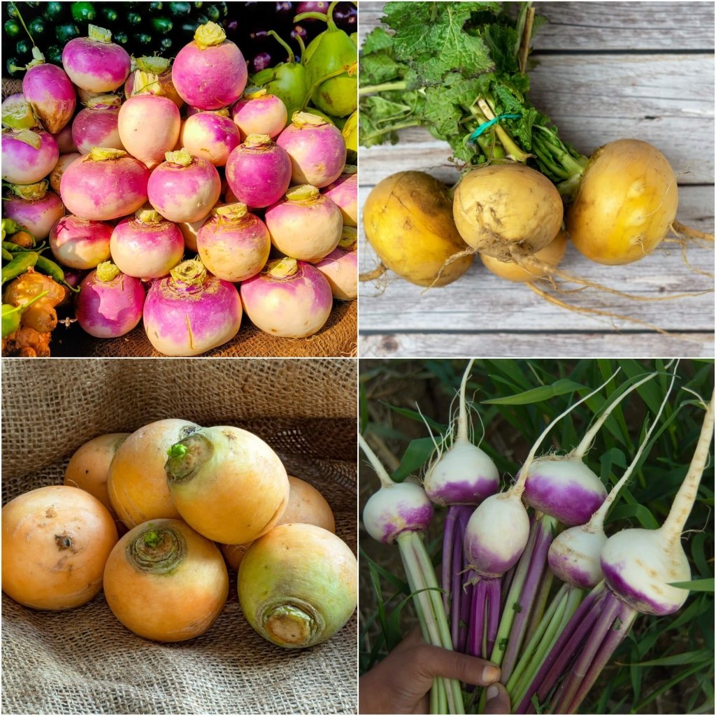 Turnip Seeds - Assorted 2 Packs - Happy Valley Seeds