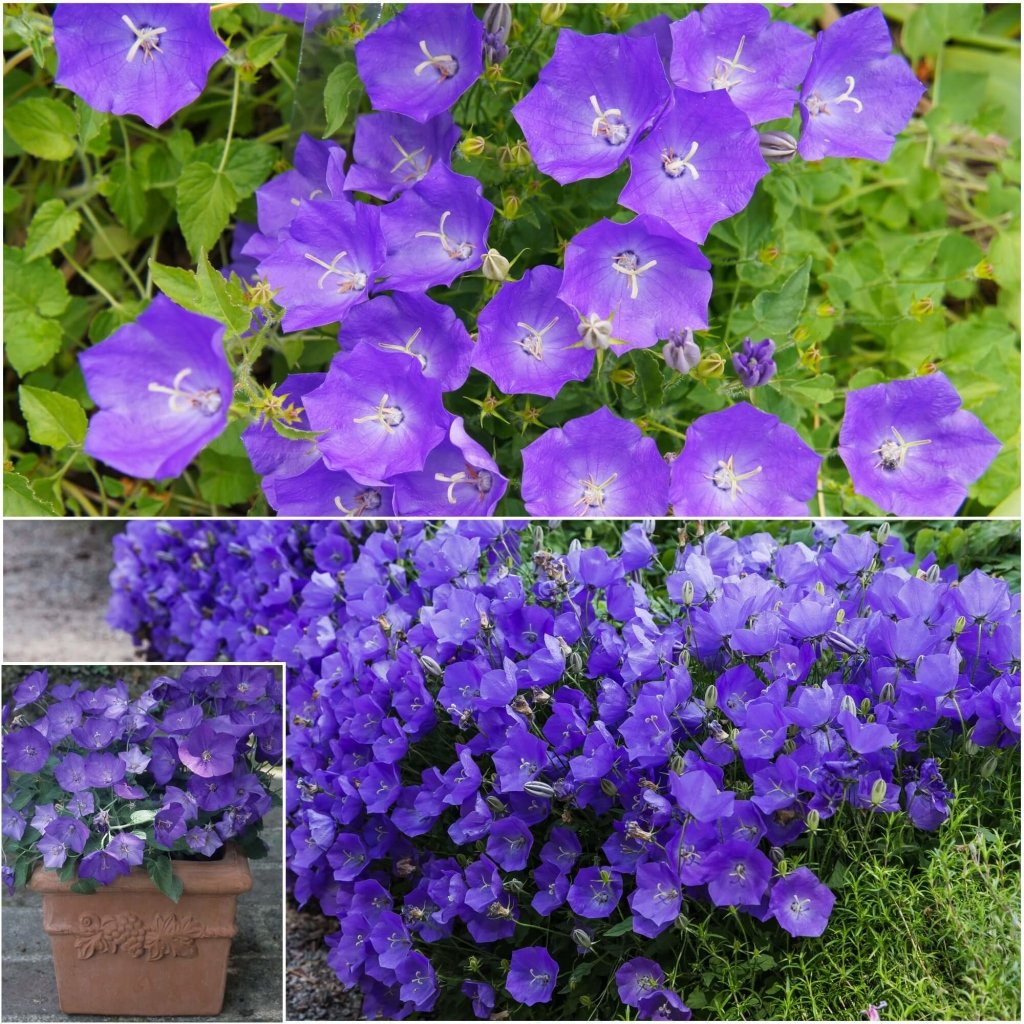Tussock - Bellflower Blue seeds - Happy Valley Seeds
