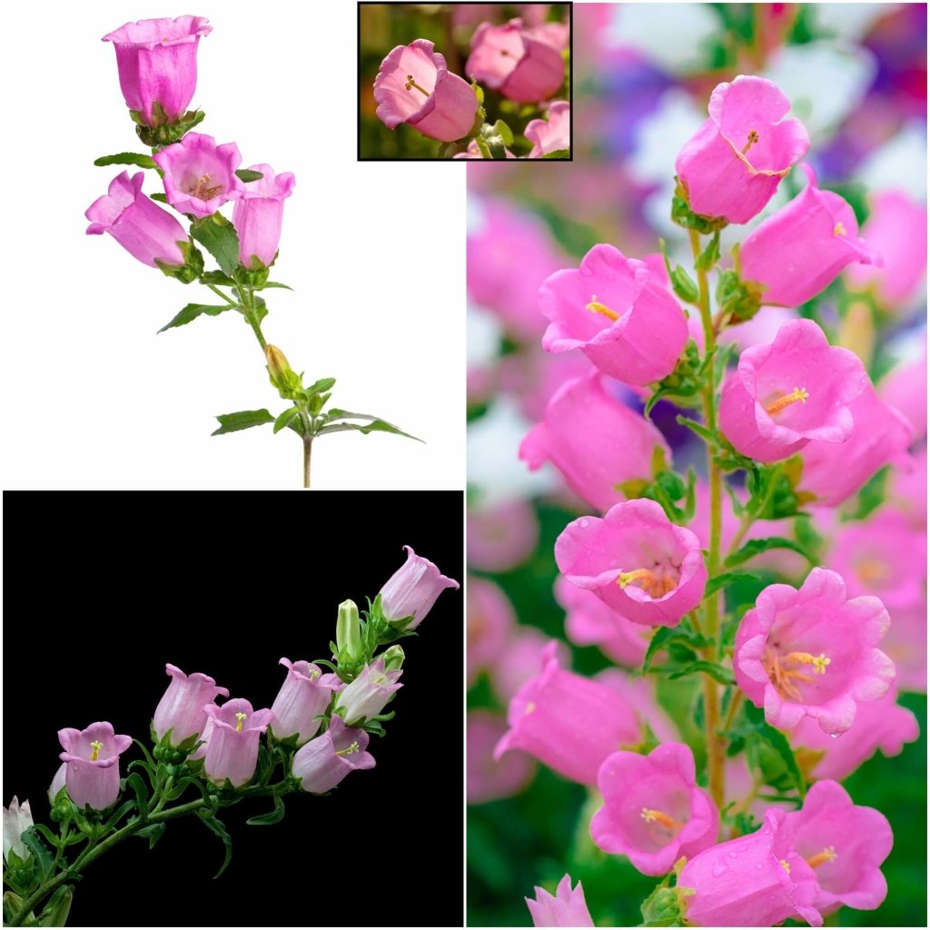 Tussock - Bellflower Single Rose Pink seeds - Happy Valley Seeds