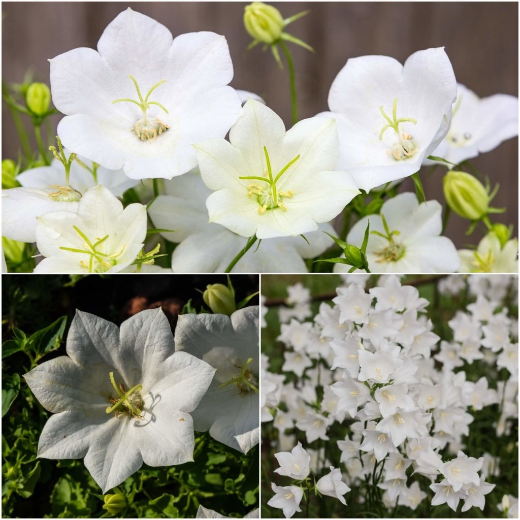 Tussock - Bellflower White seeds - Happy Valley Seeds