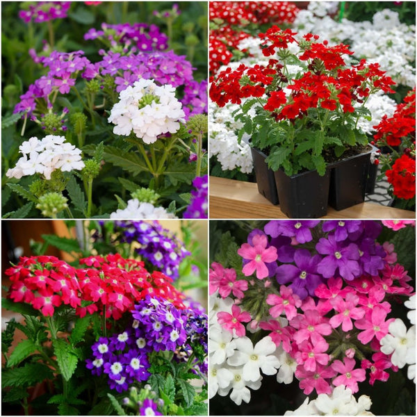 専用　　flowerbond varnharness Verbena Seed - Verbena Hybrida Scarlet Ground Cover Seeds