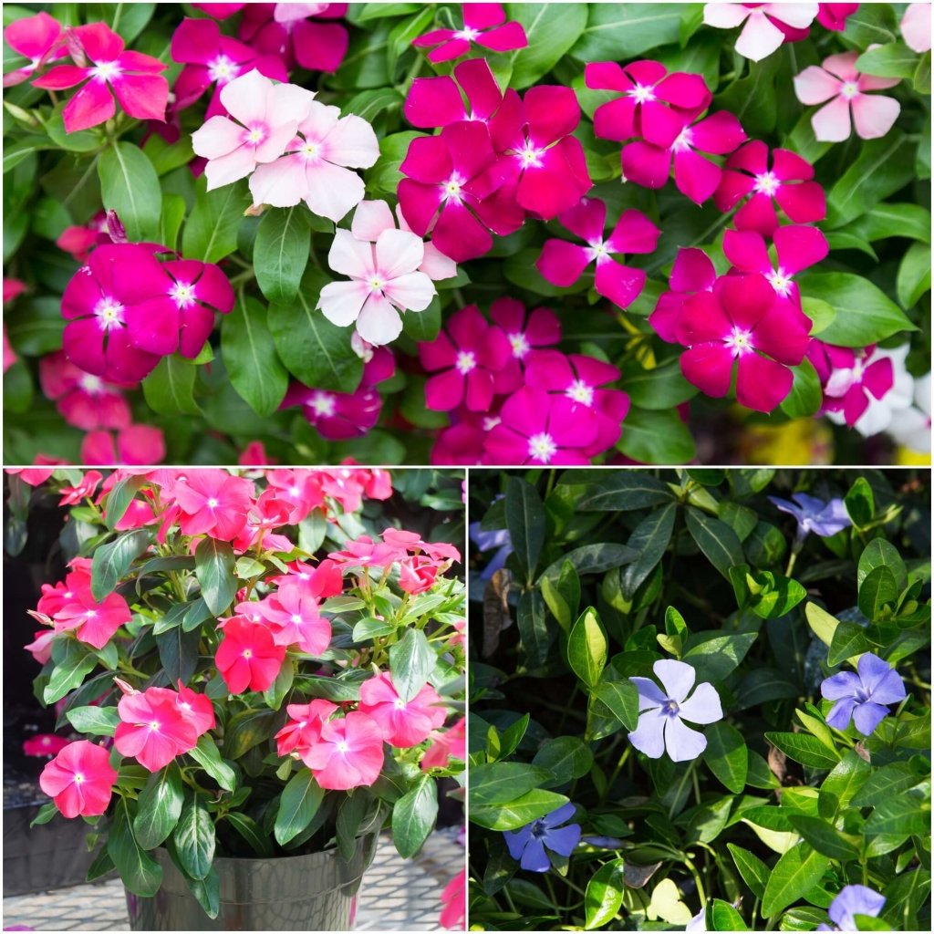 Vinca - Little Mixed seeds - Happy Valley Seeds