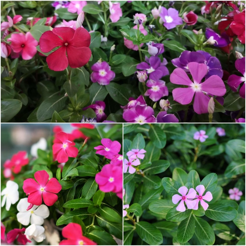 Vinca - Tall Rosea Mixed seeds - Happy Valley Seeds