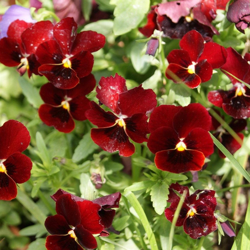 Viola (Pansy) - Arkwright Ruby seeds - Happy Valley Seeds