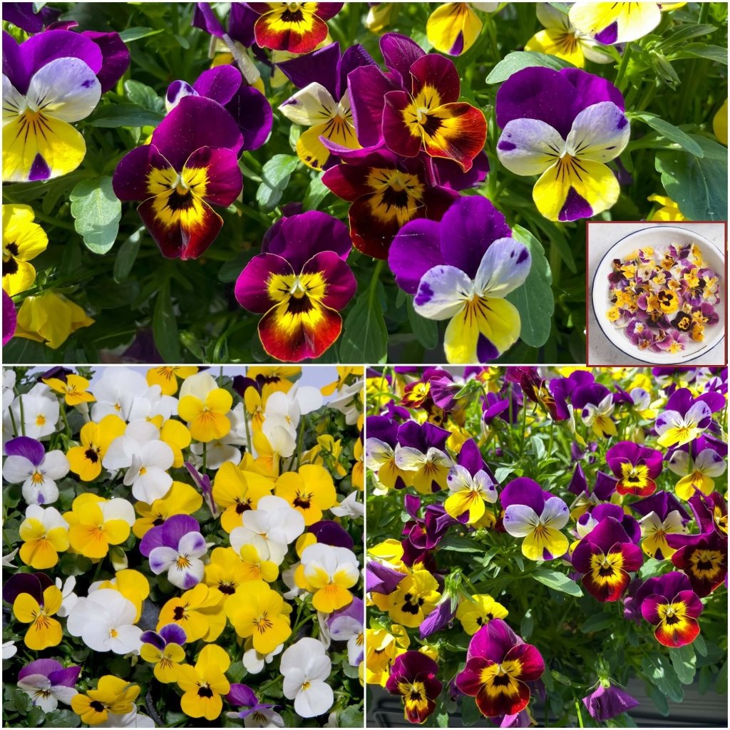 Viola (Pansy) - Bambini Mixed seeds - Happy Valley Seeds