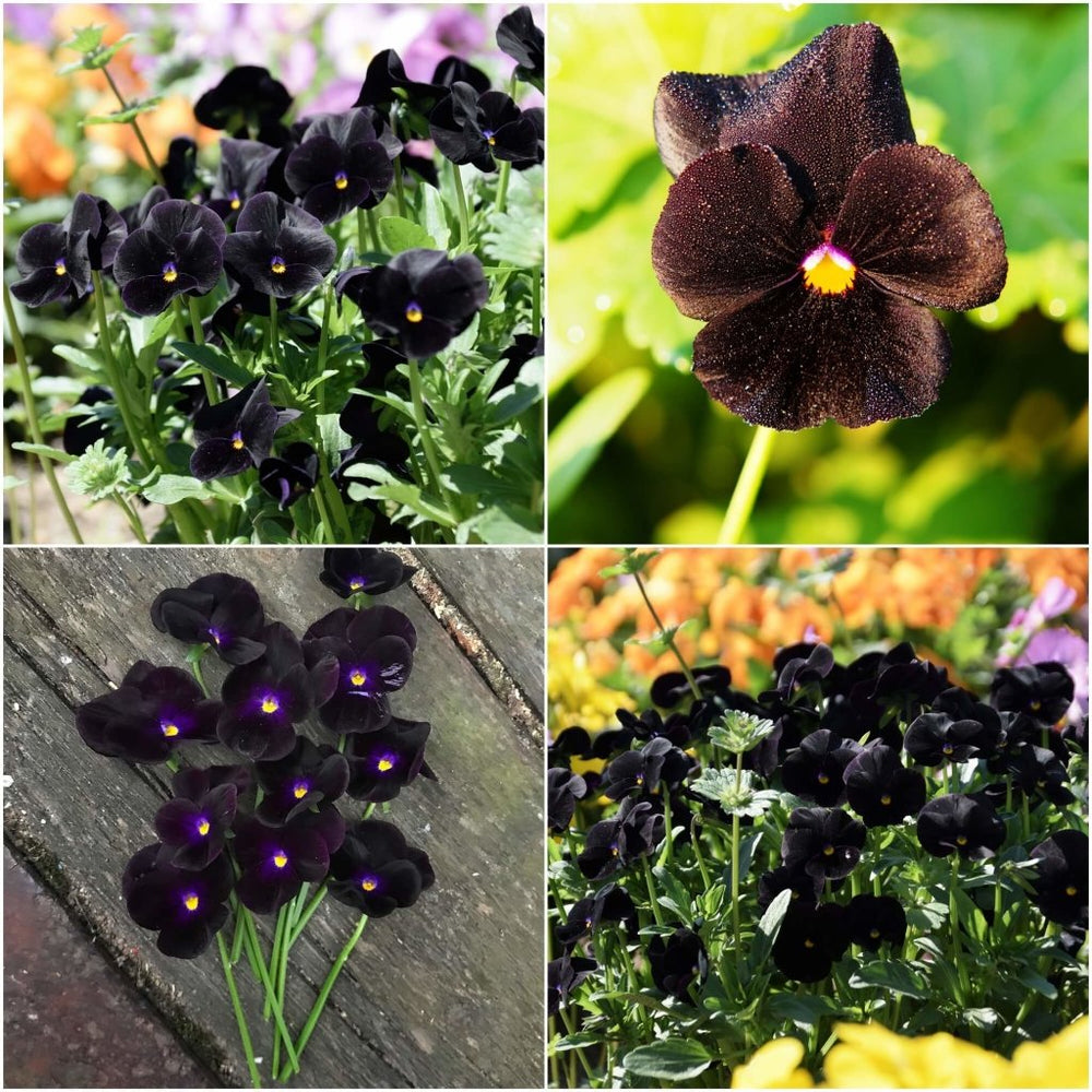 Buy Pansy seeds Online Happy Valley Seeds