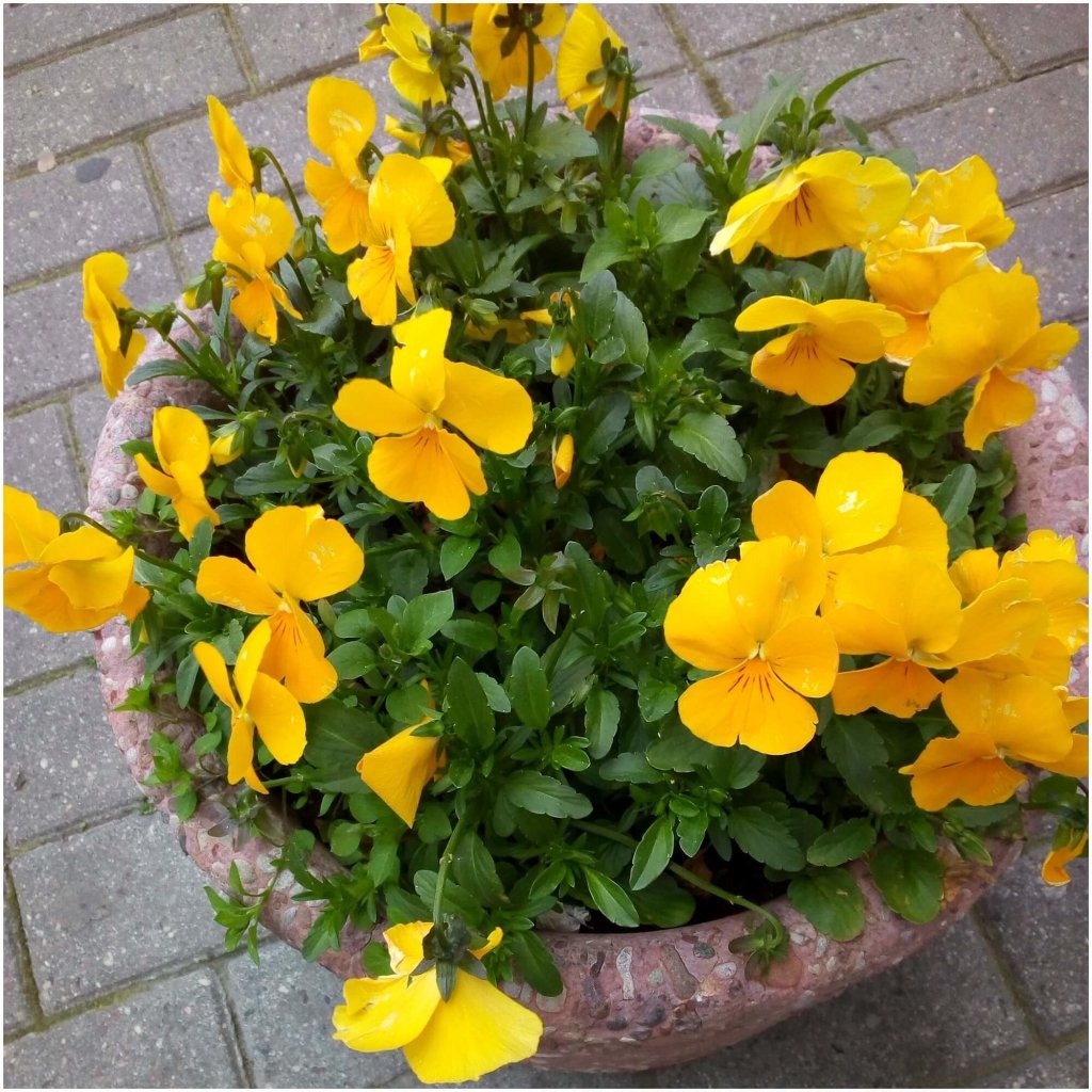 Viola (Pansy) - Clear Crystals Yellow seeds - Happy Valley Seeds