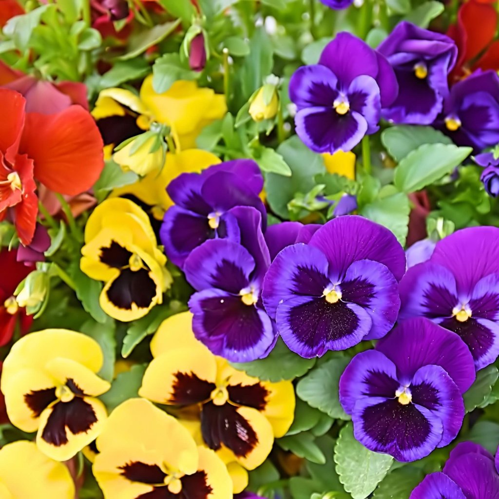 Viola (Pansy) - F1 Banner Mix seeds - Happy Valley Seeds