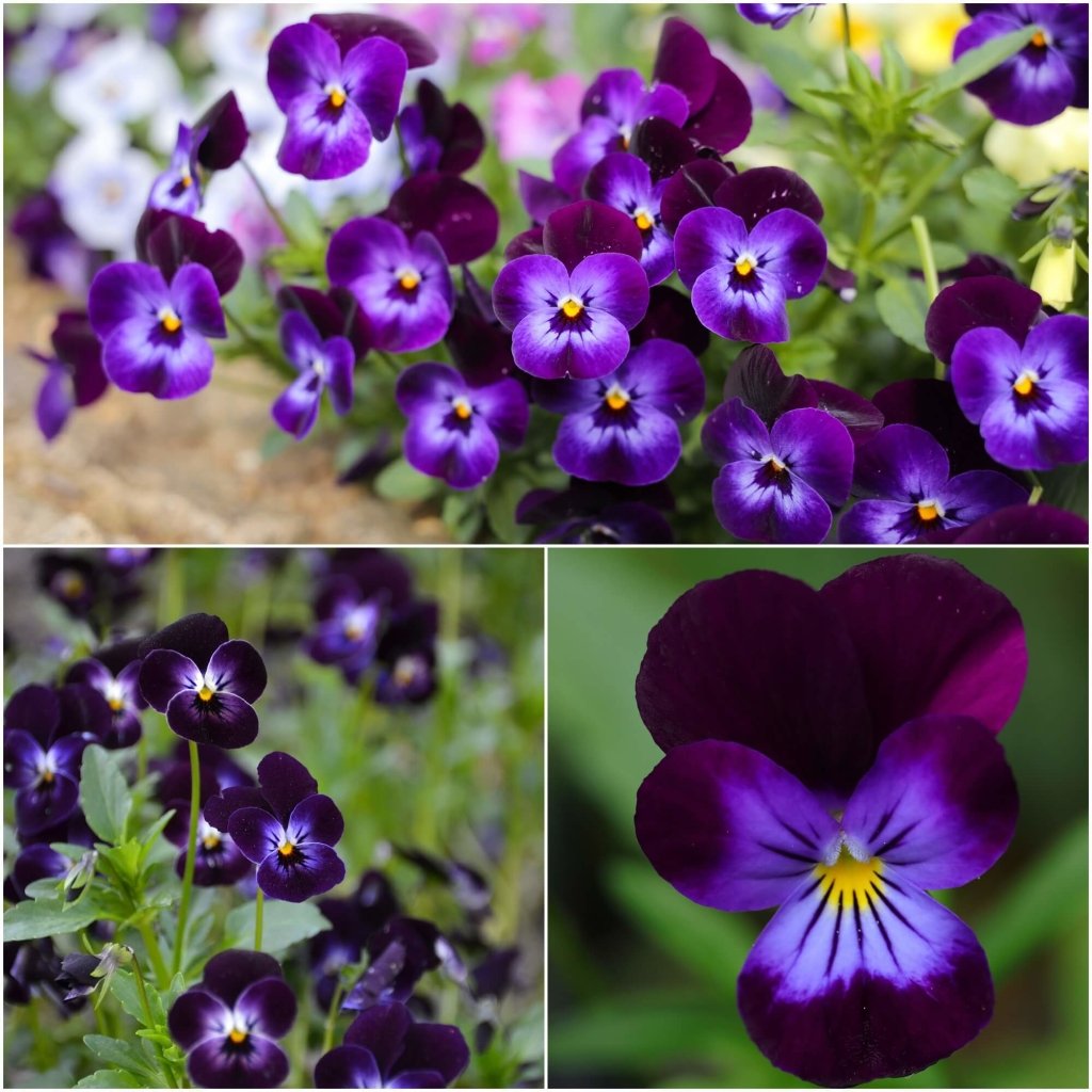 Viola (Pansy) - King Henry seeds - Happy Valley Seeds