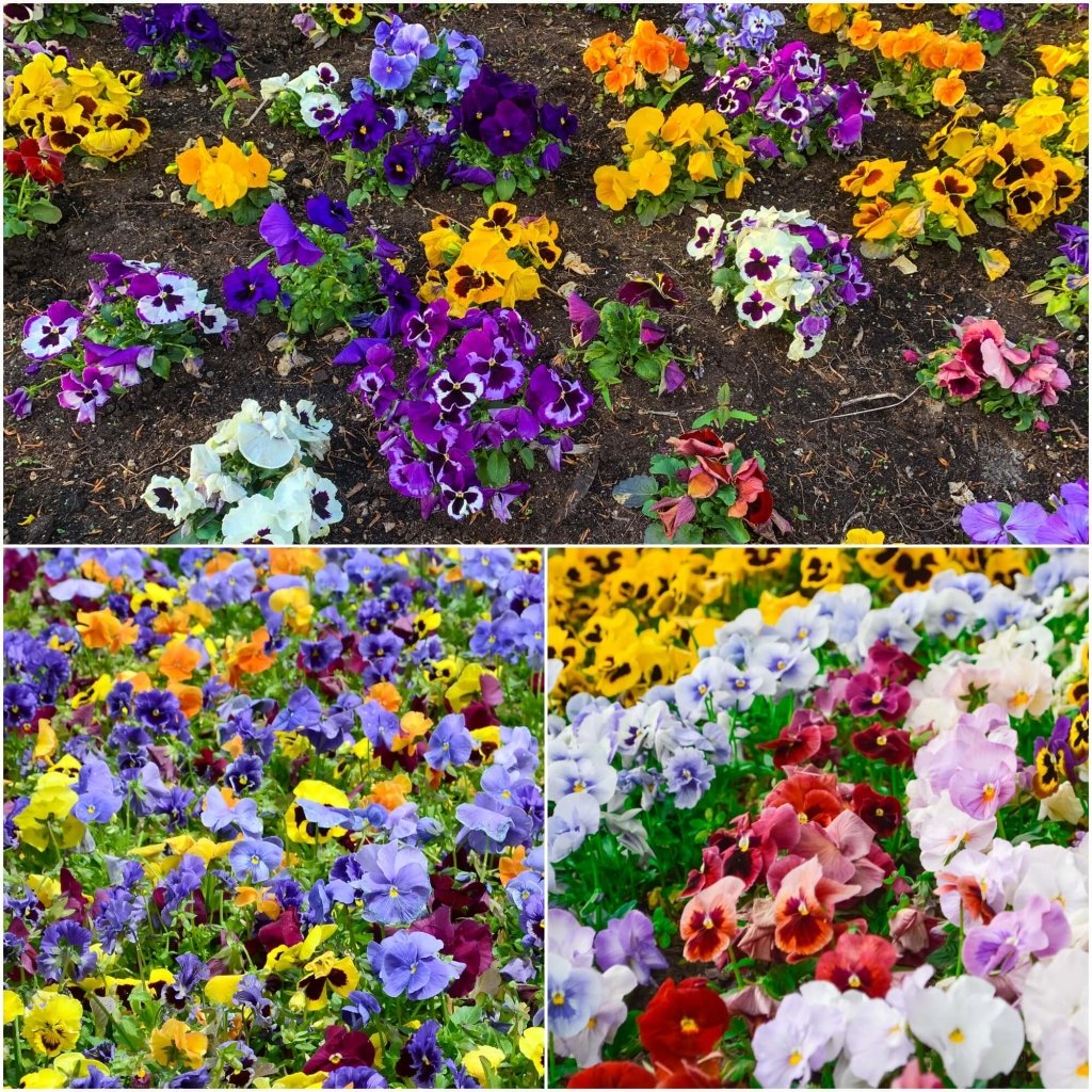 Viola (Pansy) - Swiss Giants Velvet Mix seeds - Happy Valley Seeds