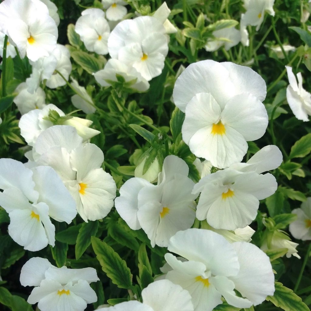 Viola (Pansy) - White Perfection seeds - Happy Valley Seeds
