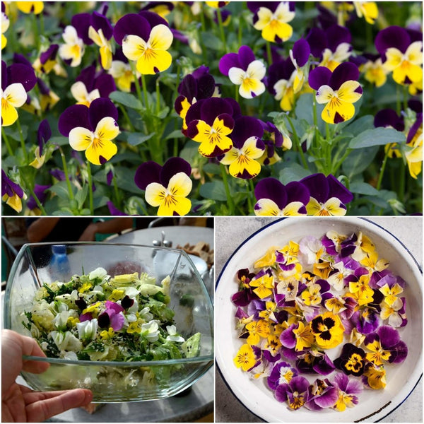 edible viola flower seeds Viola Tricolor Edible Flower Seeds