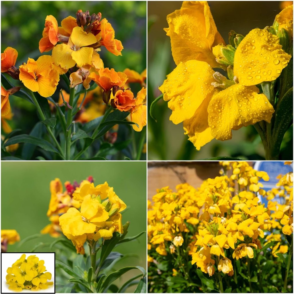 Wallflower - Cloth of Gold - Golden-Yellow seeds - Happy Valley Seeds