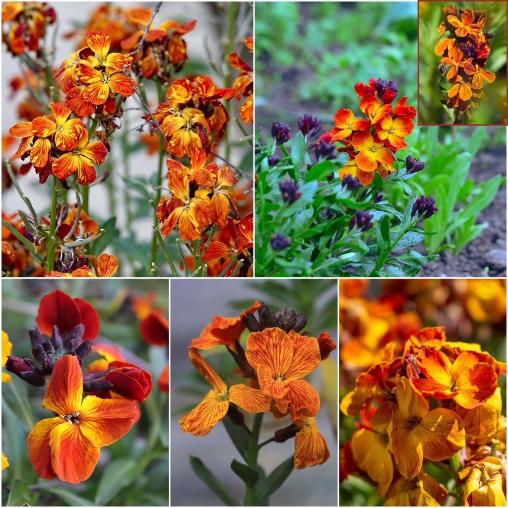Wallflower - Fire King - Orange-Red seeds - Happy Valley Seeds