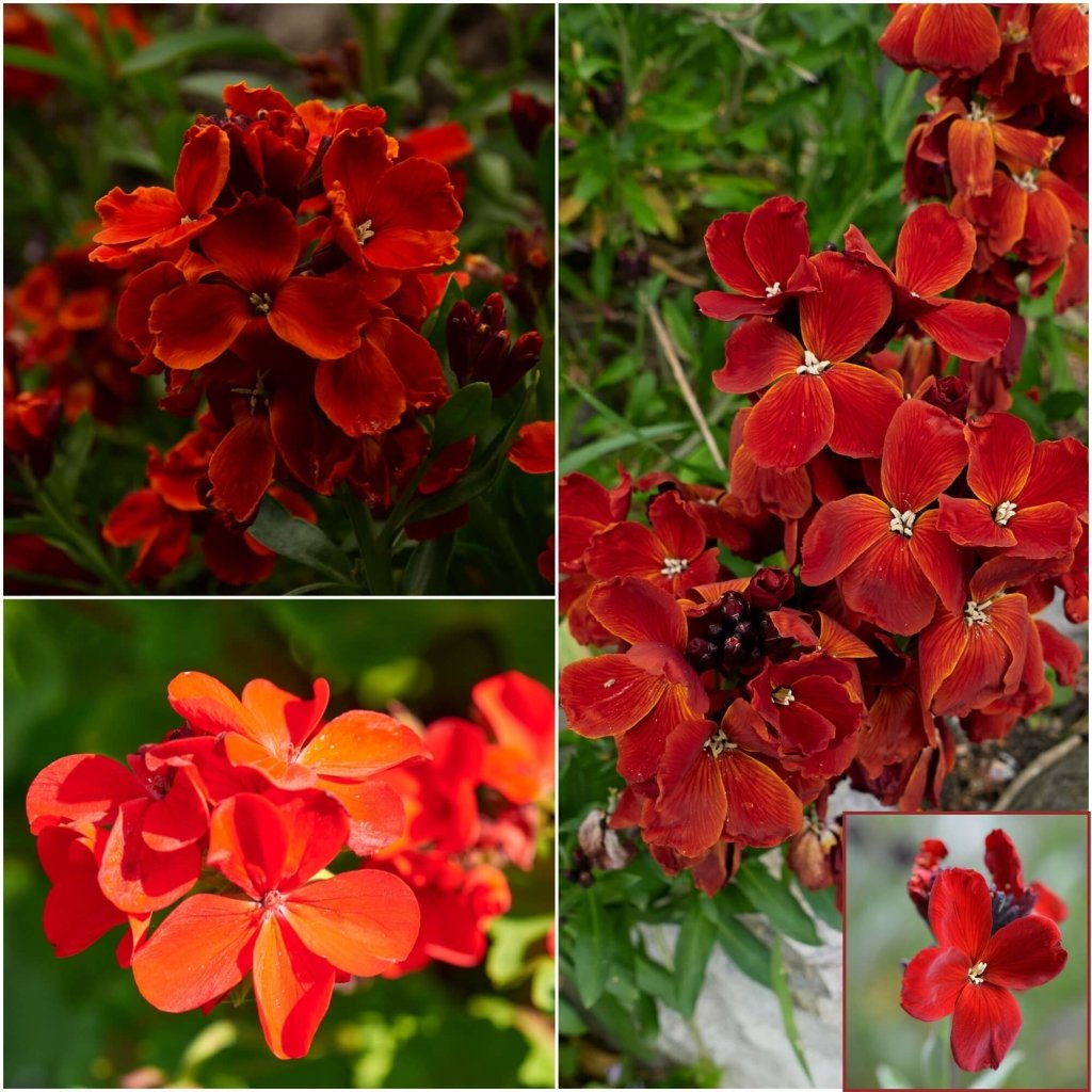 Wallflower - Ruby Gem (Red) seeds - Happy Valley Seeds