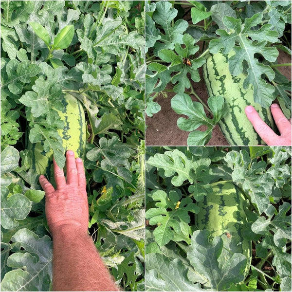 planting jubilee watermelon seeds Watermelon Bush Jubilee Seeds