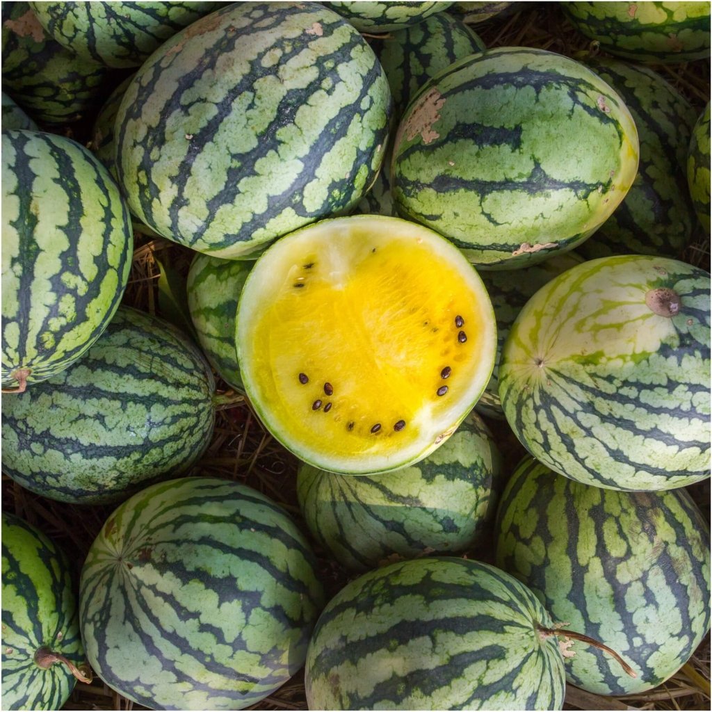 Watermelon - Golden Honey seeds - Happy Valley Seeds