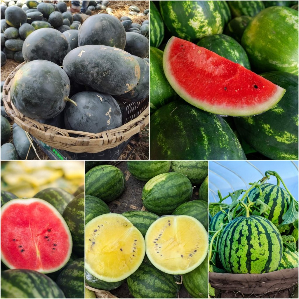 Watermelon - Heirloom Mix seeds - Happy Valley Seeds