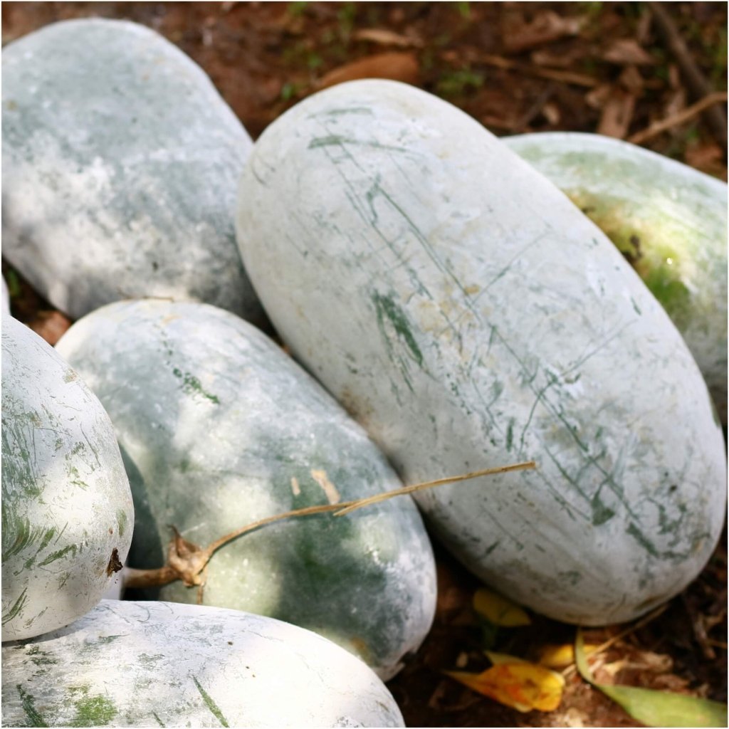 Wax Gourd F1 seeds - Happy Valley Seeds