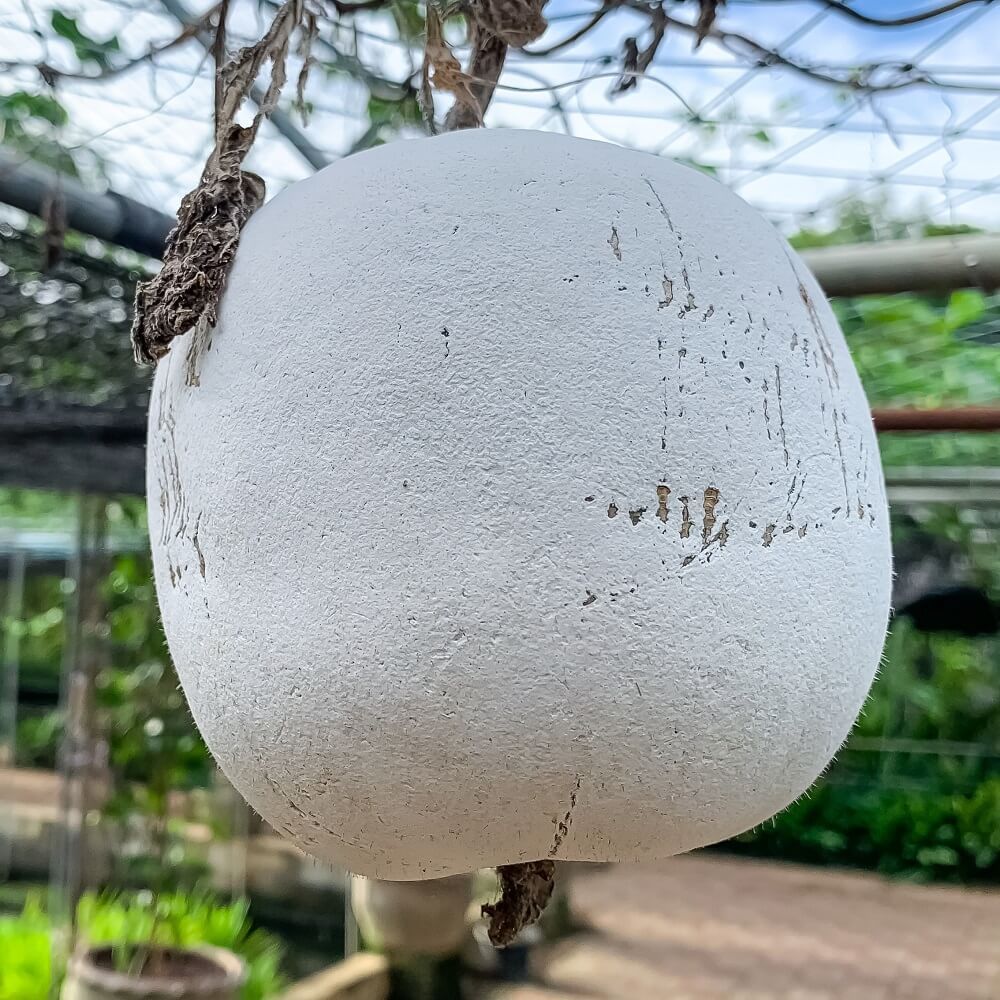 Wax Gourd - Giant seeds - Happy Valley Seeds