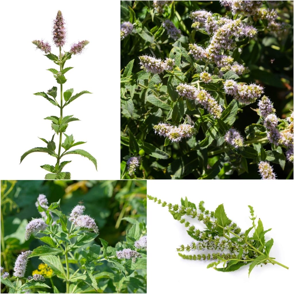 Wild Mint (Horse Mint) seeds - Happy Valley Seeds