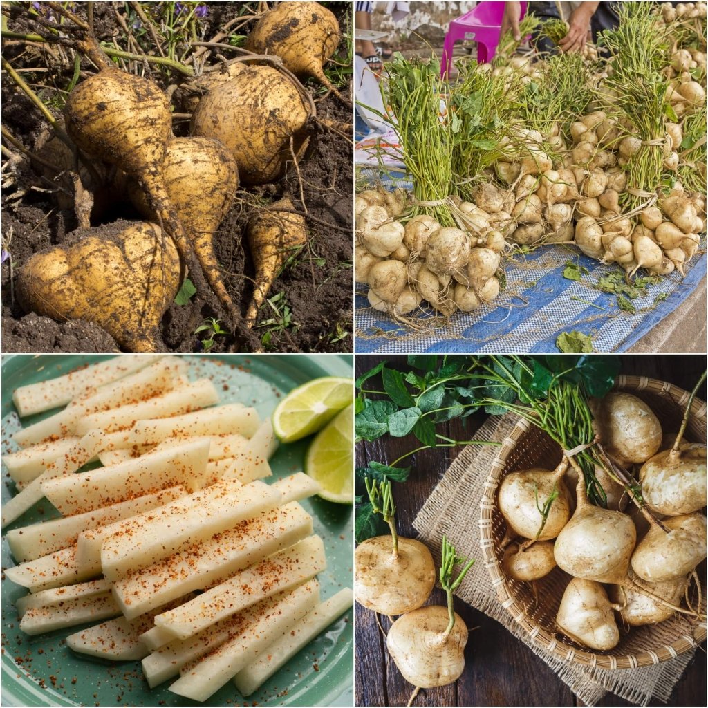 Yam Bean (Jicama) seeds - Happy Valley Seeds