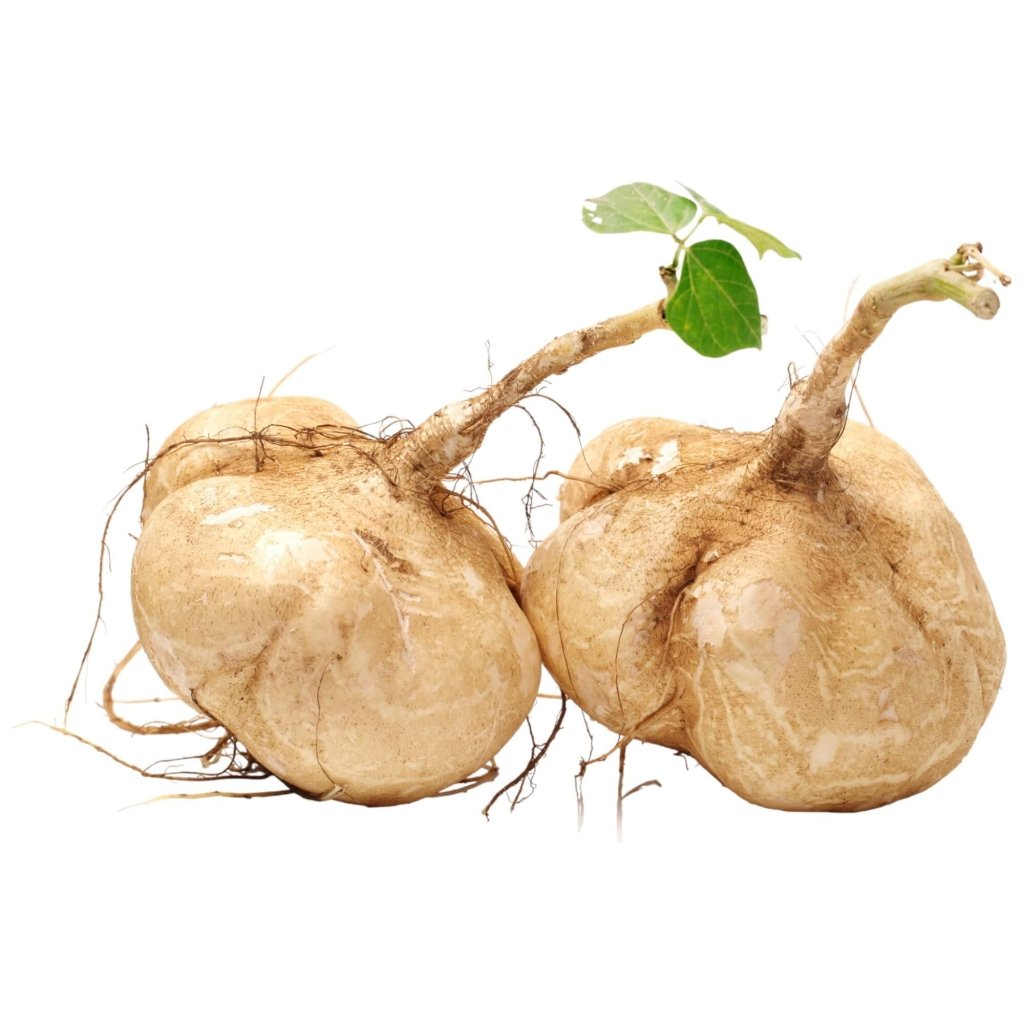 Yam Bean (Jicama) seeds - Happy Valley Seeds