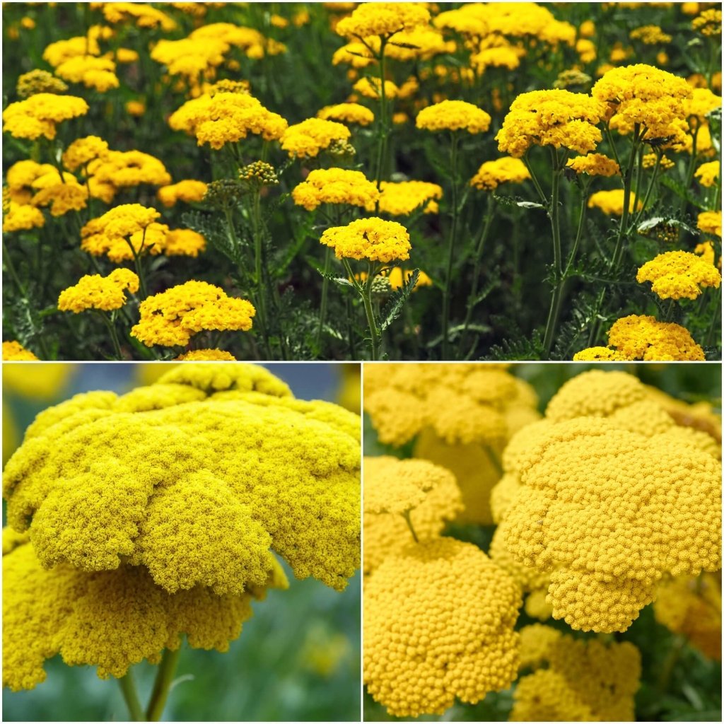 Yarrow Cloth of Gold seeds - Happy Valley Seeds
