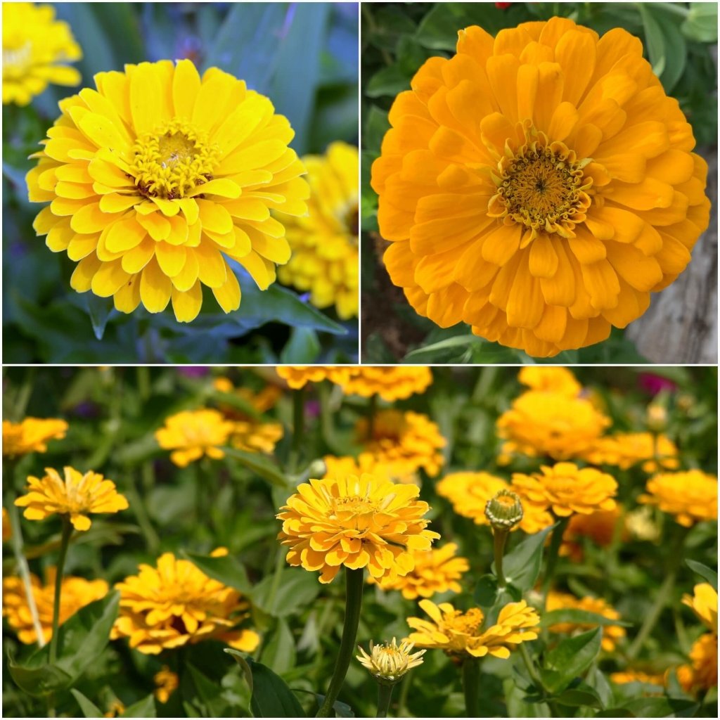 Zinnia - Canary Bird (Canary Yellow) seeds - Happy Valley Seeds