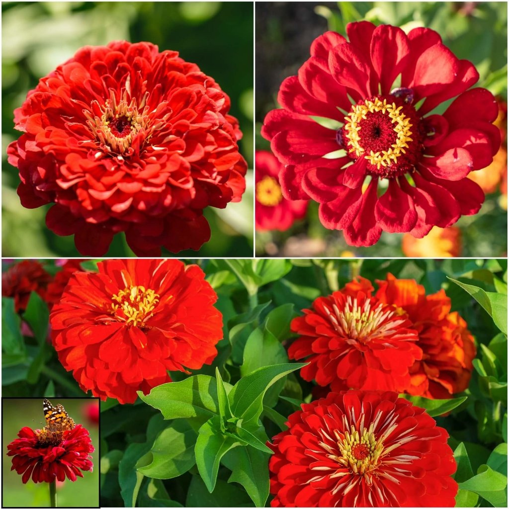 Zinnia - Cherry Queen (Cherry Red) seeds - Happy Valley Seeds