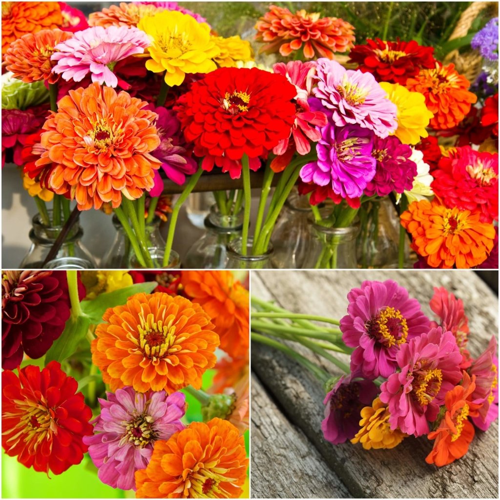 Zinnia - Cutflower Formula Blend seeds - Happy Valley Seeds