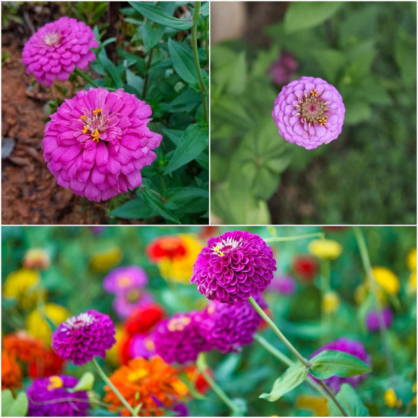 dream about lavender plant Zinnia Dream Rosy Lavender Seeds