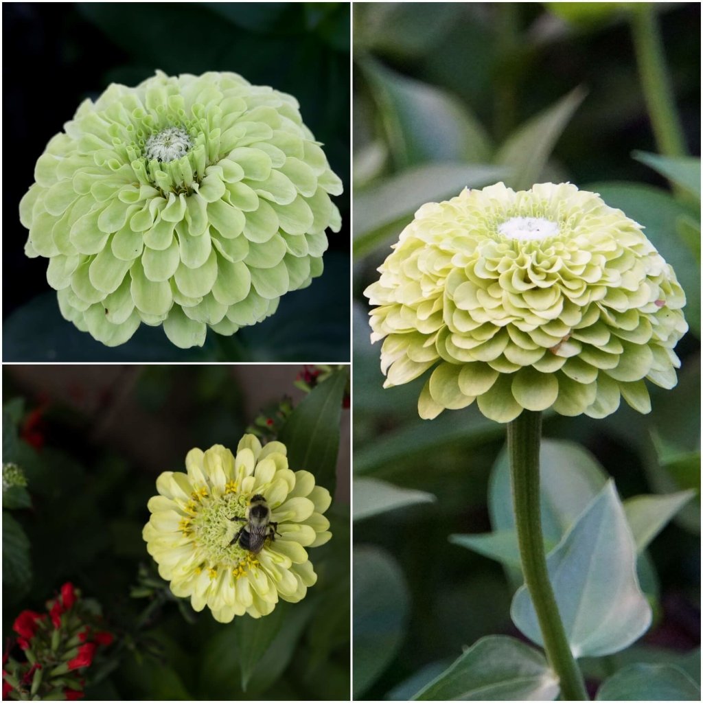 Zinnia - Envy (Lime Green) seeds - Happy Valley Seeds