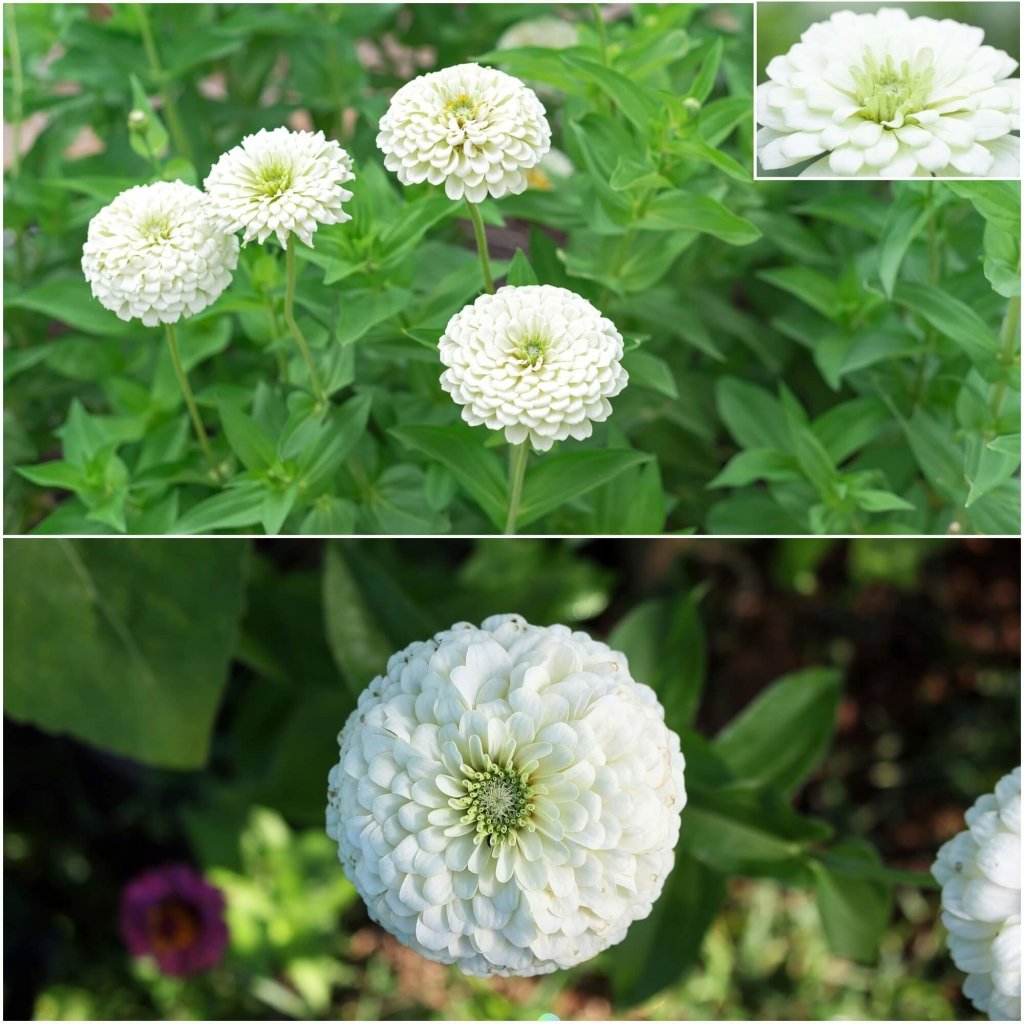 Zinnia - Lilliput White seeds - Happy Valley Seeds