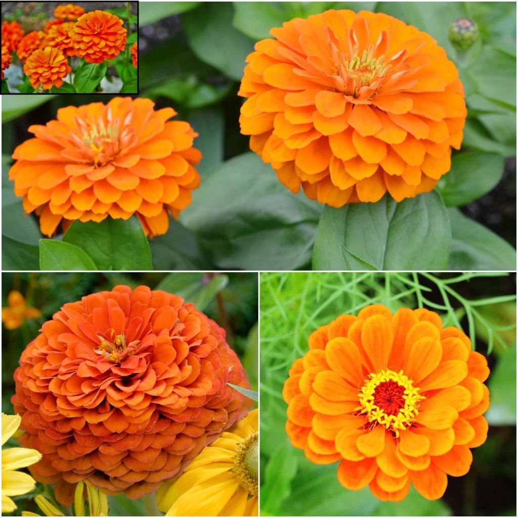 Zinnia - Orange King seeds - Happy Valley Seeds