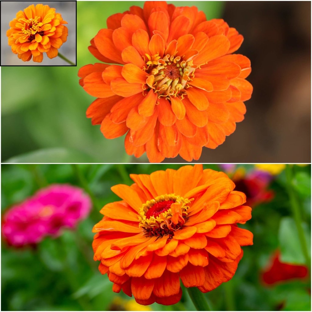 Zinnia - Oriole (Orange & Gold) seeds - Happy Valley Seeds