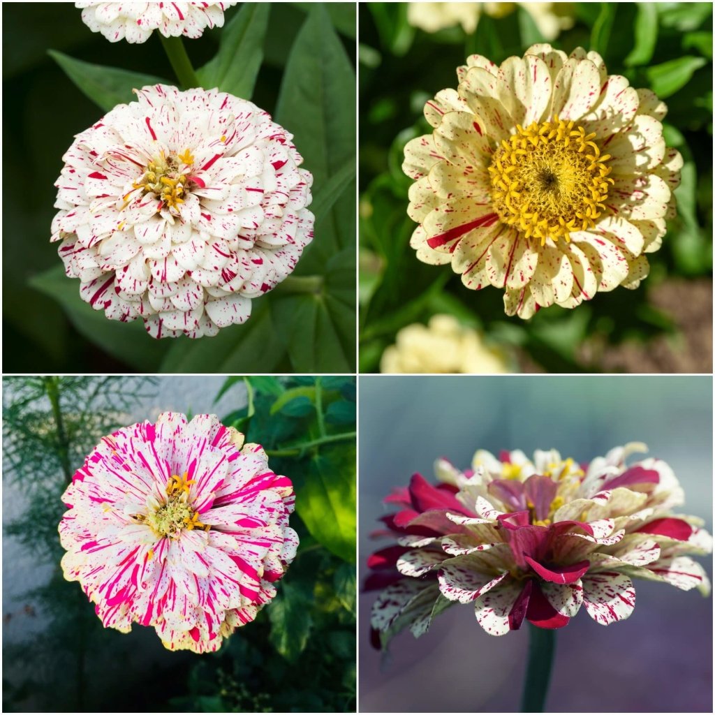 Zinnia - Peppermint Stick seeds - Happy Valley Seeds