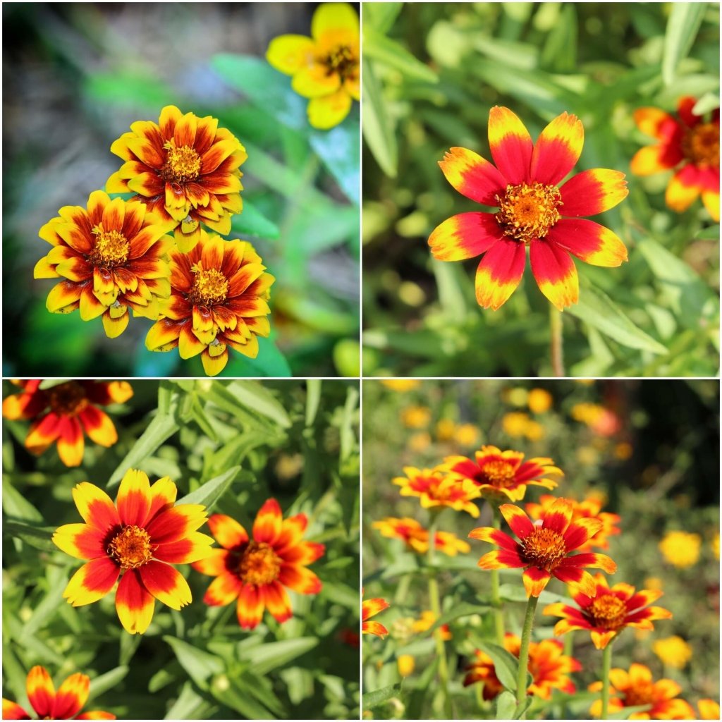 Zinnia - Persian Carpet Mixed seeds - Happy Valley Seeds