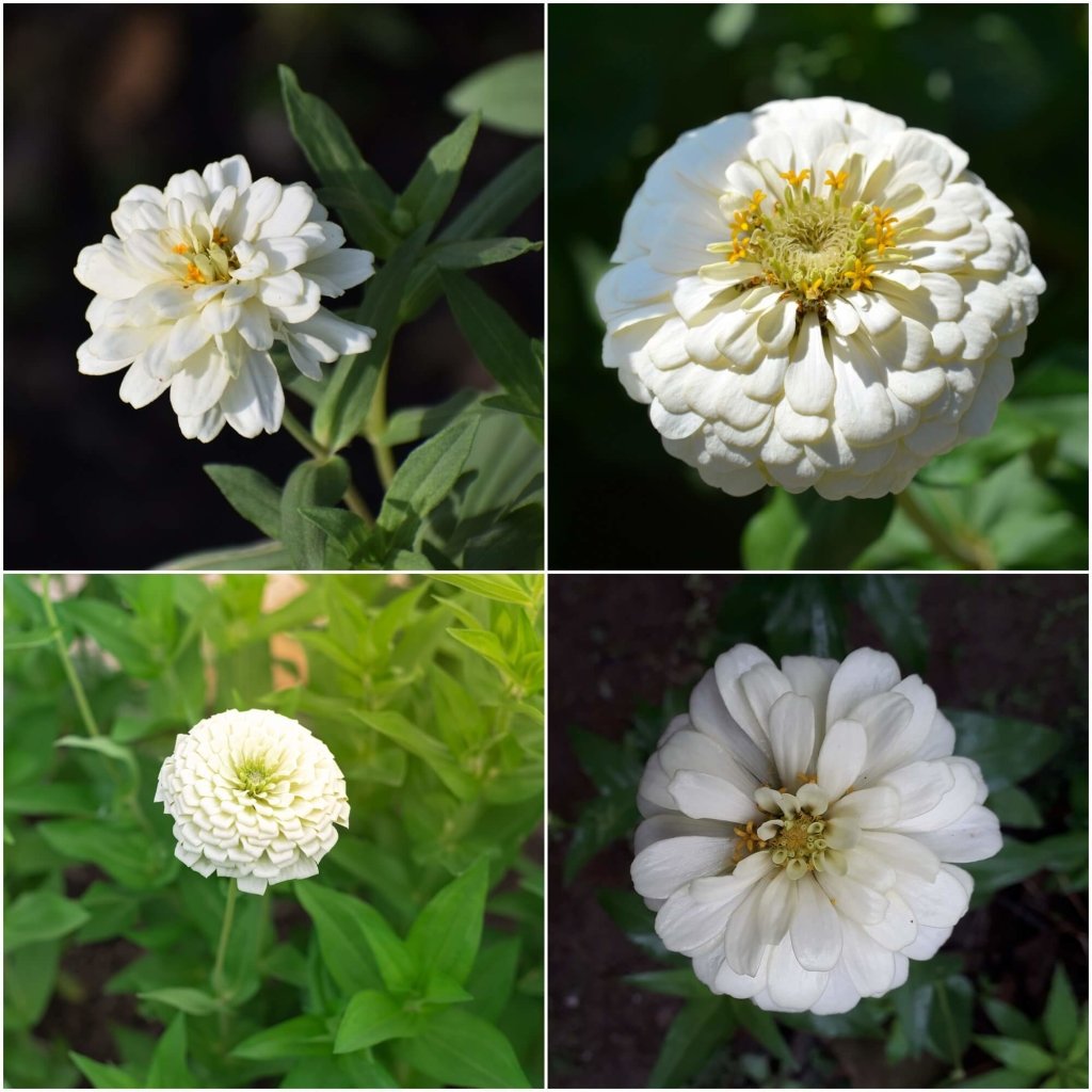 Zinnia - Polar Bear (White) seeds - Happy Valley Seeds