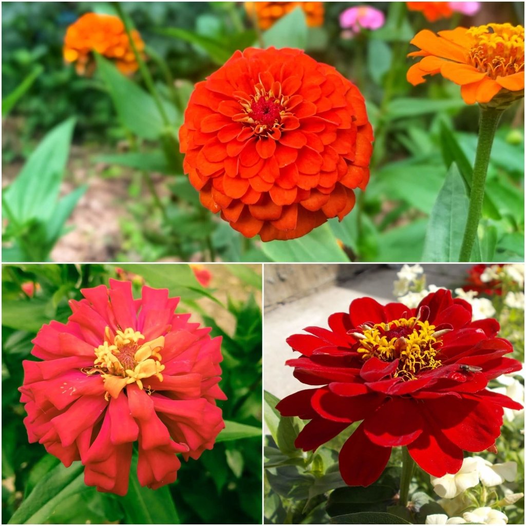 Zinnia - Scarlet Flame seeds - Happy Valley Seeds