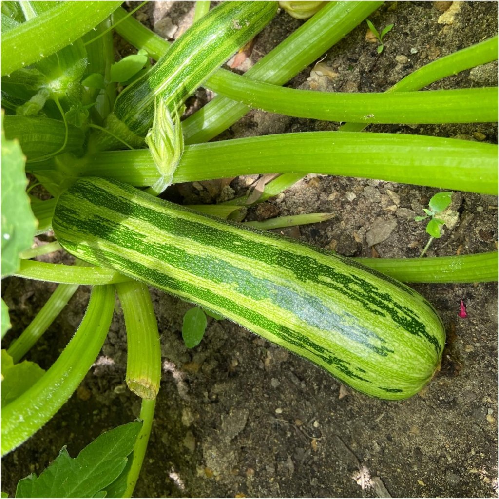 Zucchini - Cocozelle seeds - Happy Valley Seeds