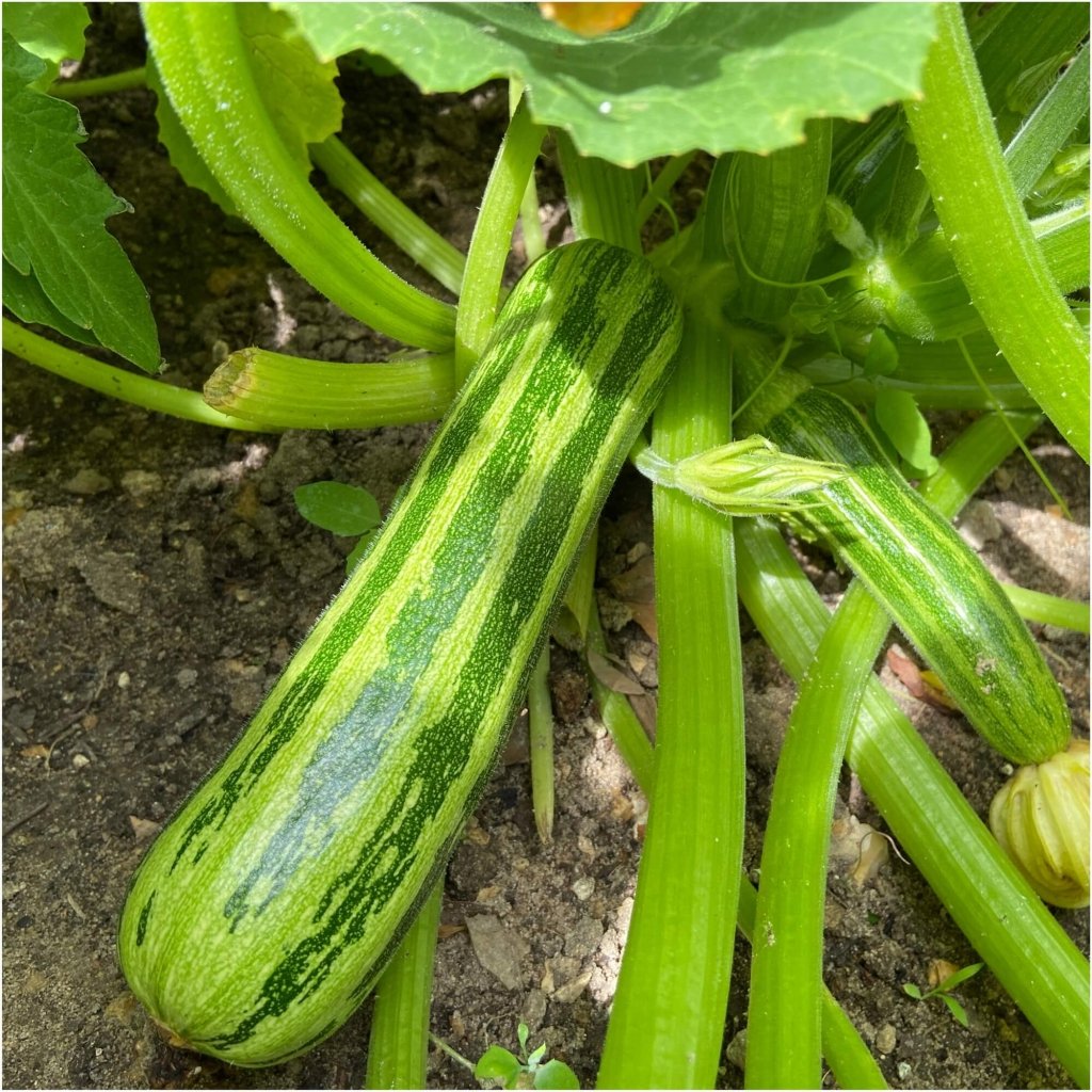 Zucchini - Cocozelle seeds - Happy Valley Seeds