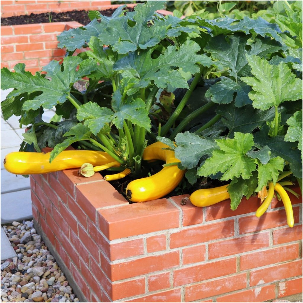 Zucchini - Golden seeds - Happy Valley Seeds