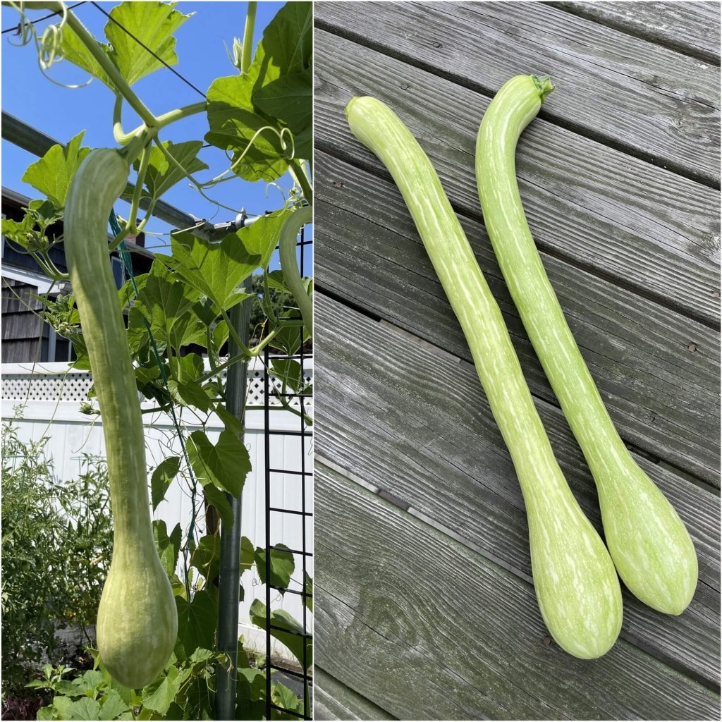 Zucchini - Tromboncino seeds - Happy Valley Seeds