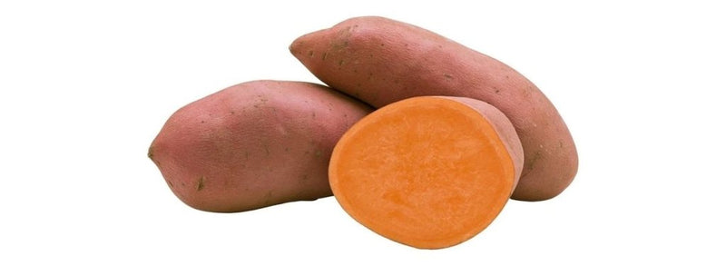 Beauregard sweet potato planting tubers